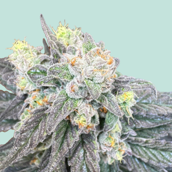 Dancehall 20 x Sherbert