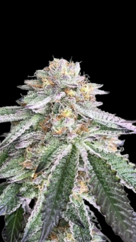 Cherry Pie x Super Boof