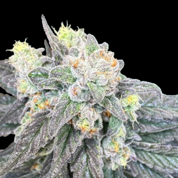 Dancehall 20 x Sherbert