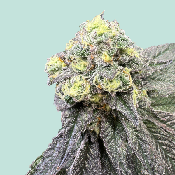 Forbidden Fruit x Watermelon Zkittelz