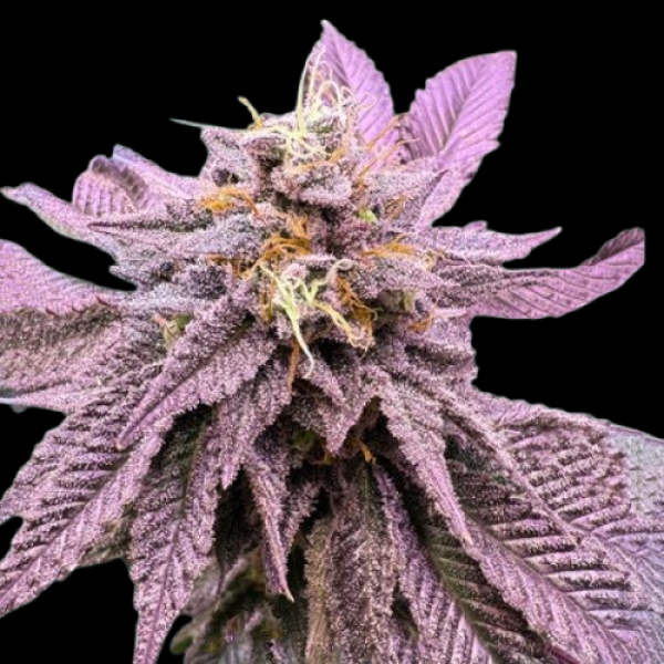 Red Zkittelz