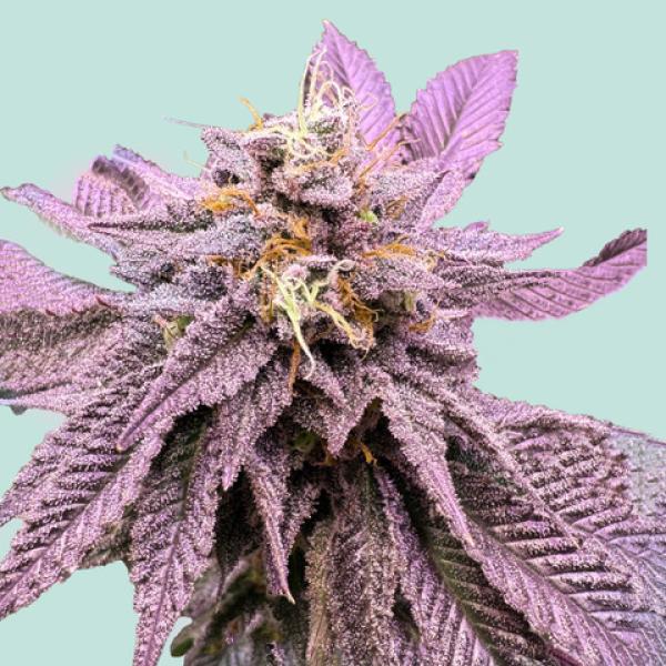 Red Zkittelz