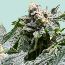 Animal Cookies