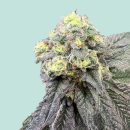 Forbidden Fruit x Watermelon Zkittelz