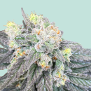 Dancehall 20 x Sherbert