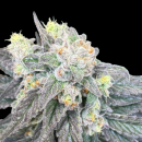Dancehall 20 x Sherbert