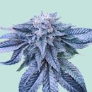 Nothern Light Blue