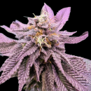 Red Zkittelz