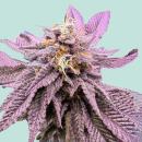 Red Zkittelz